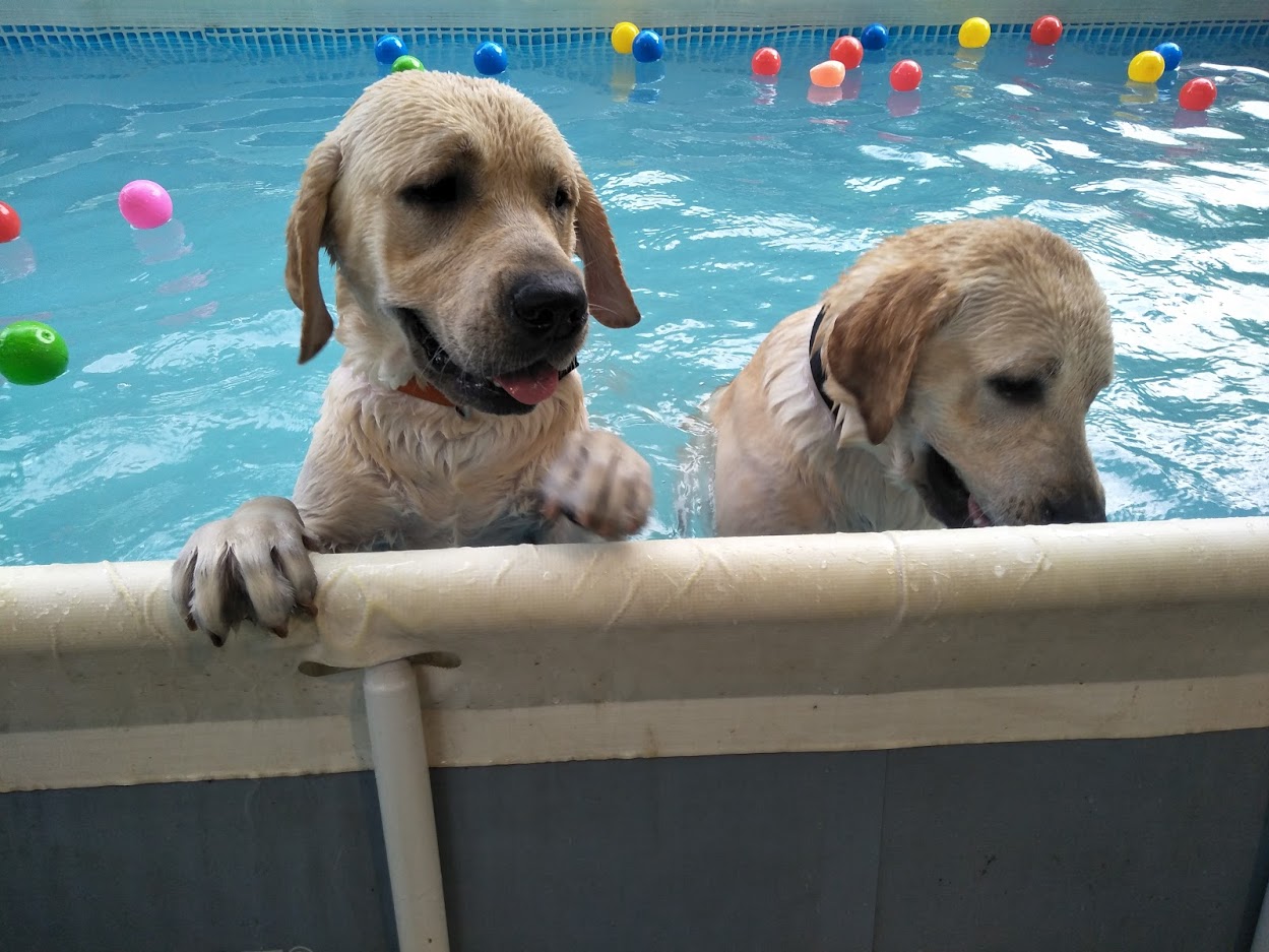 Pet care gallery image