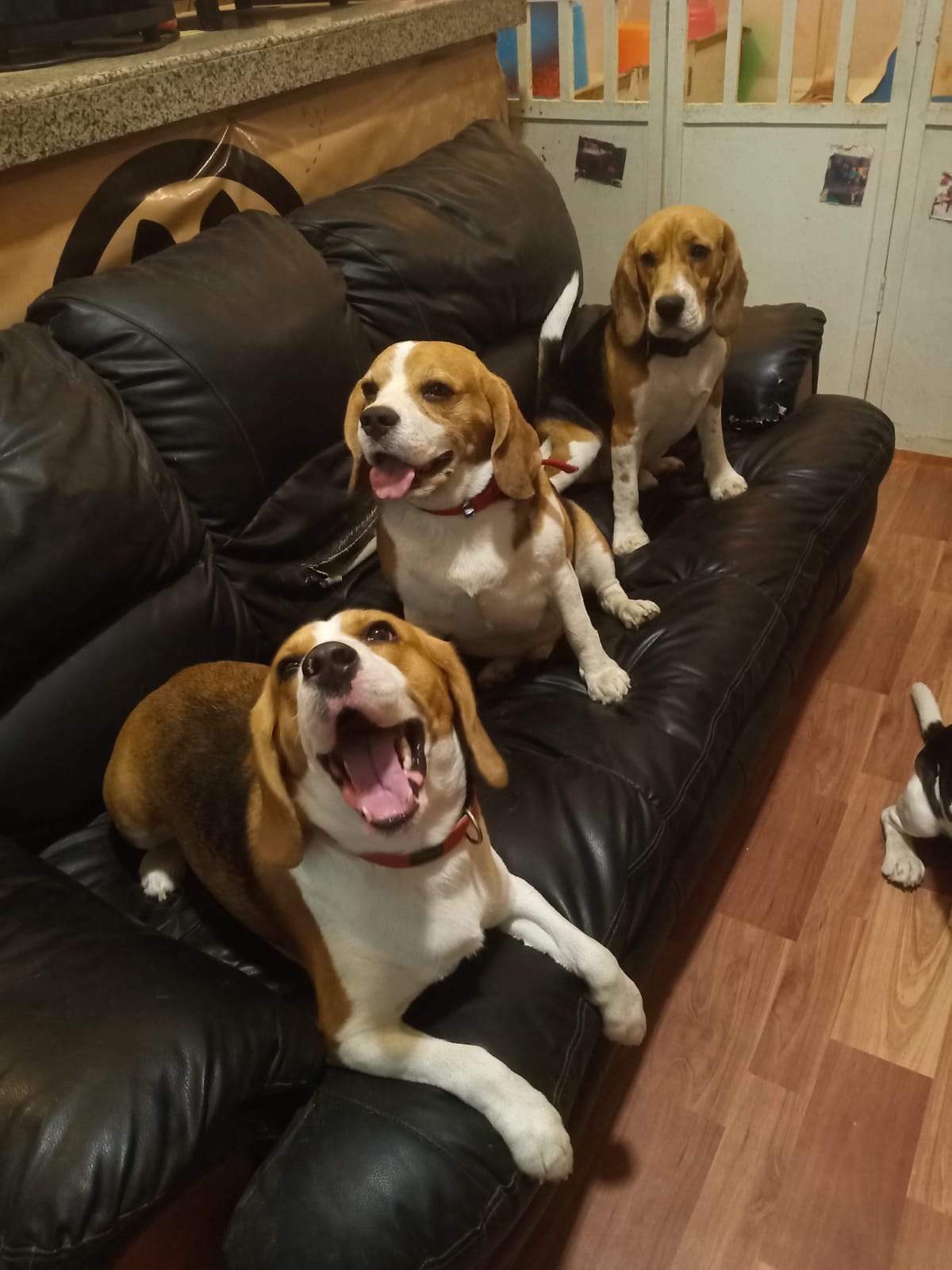 Pet care gallery image
