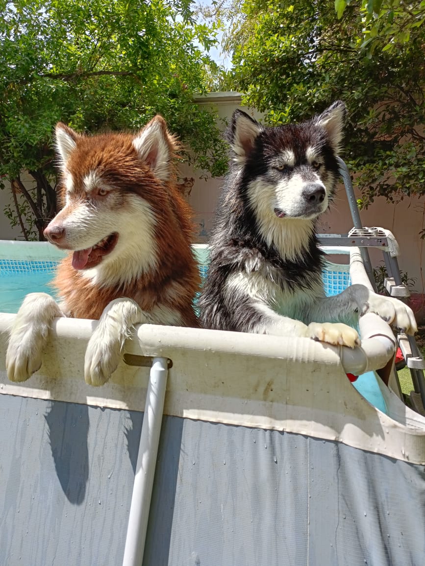 Pet care gallery image