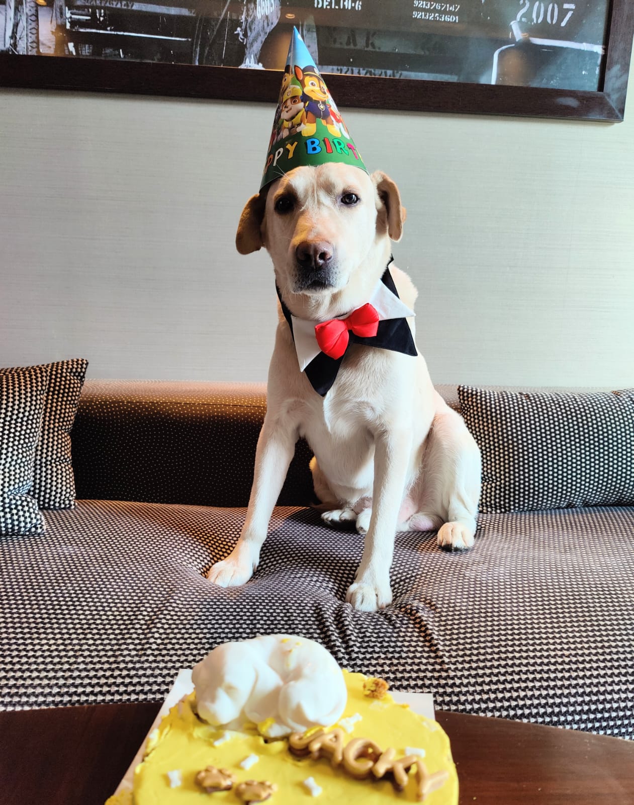 Pet care gallery image
