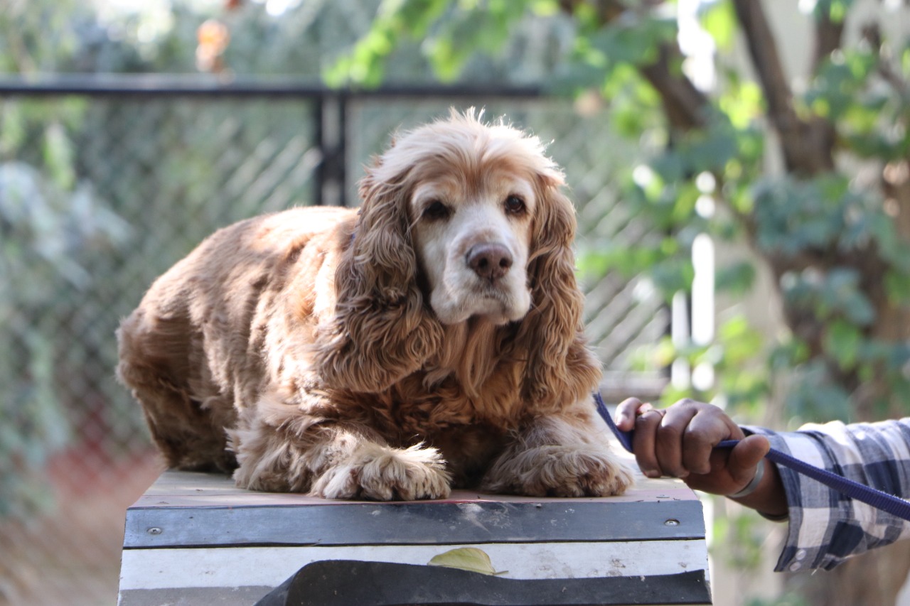 Pet care gallery image