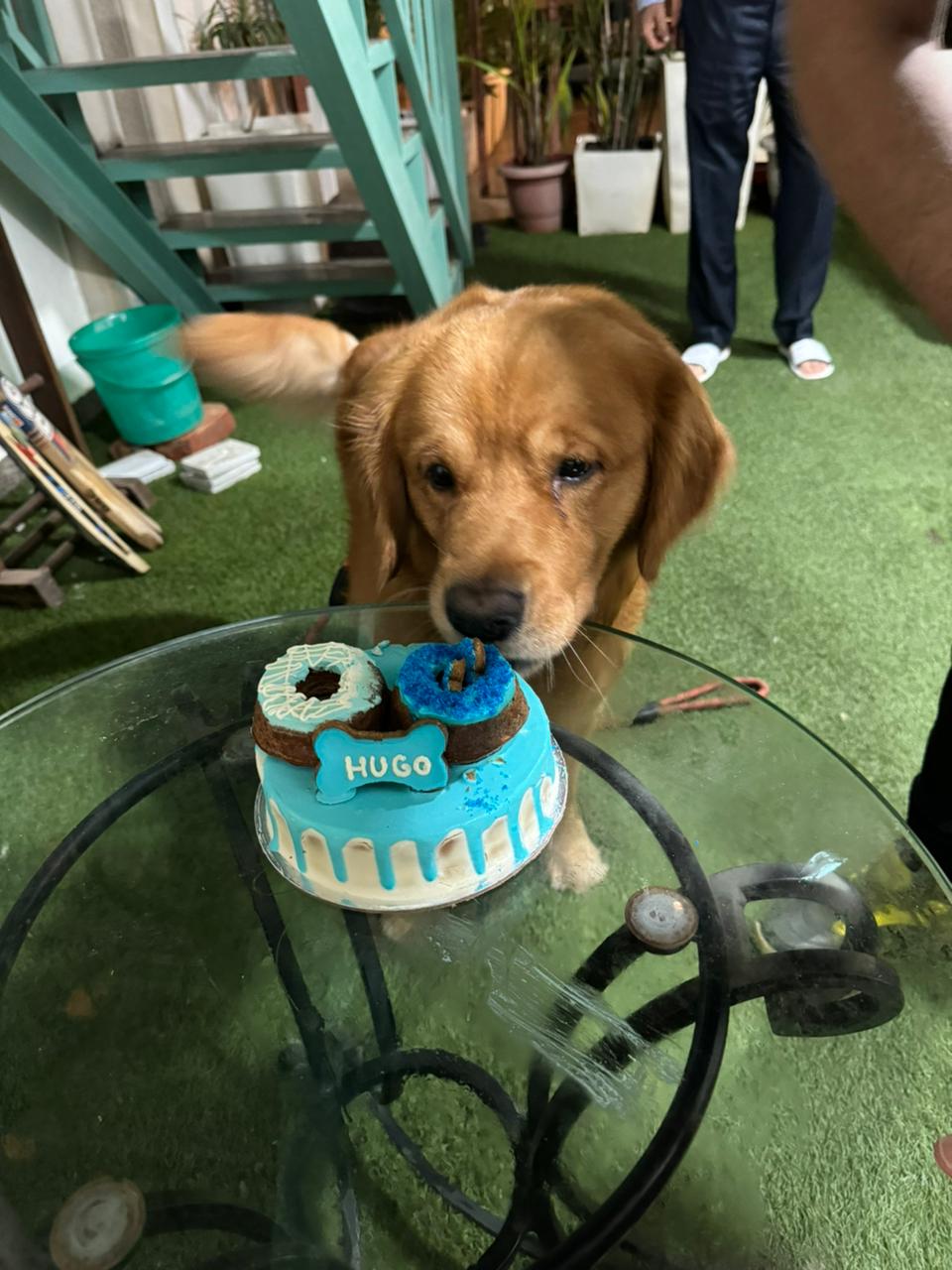 Pet care gallery image