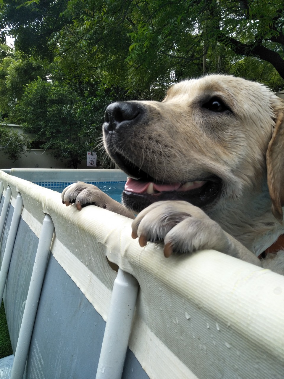 Pet care gallery image