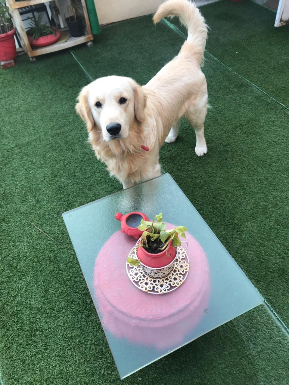 Pet care gallery image