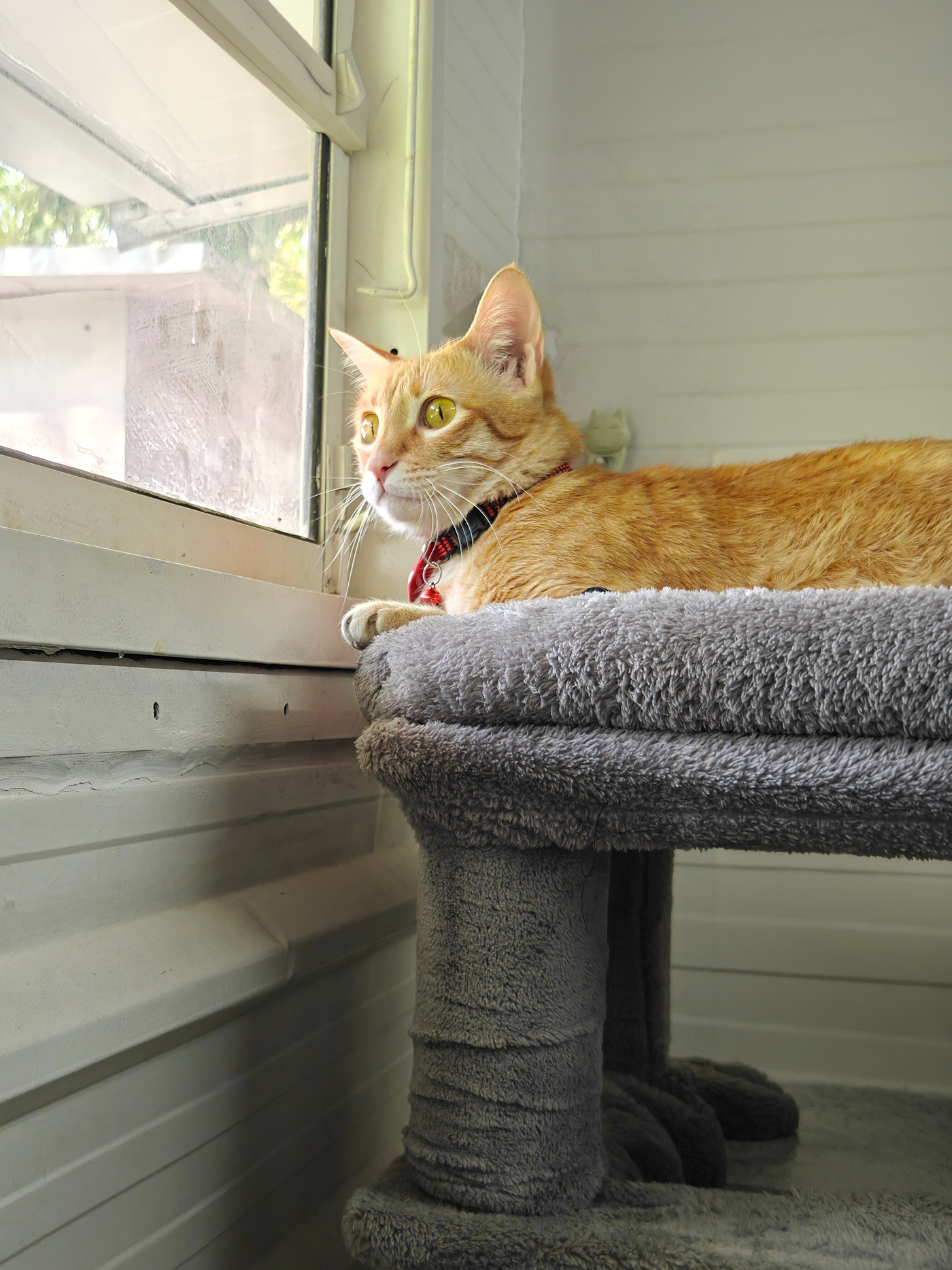 Pet care gallery image