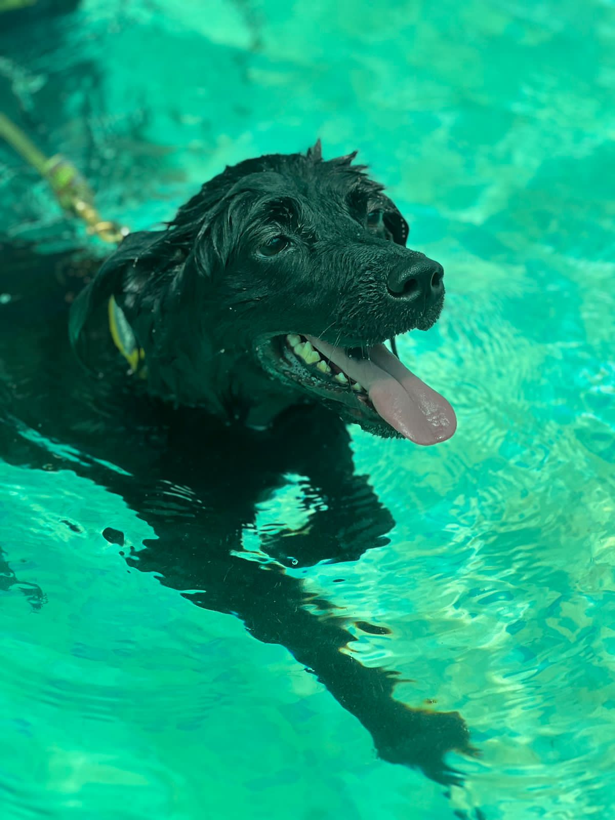 Pet care gallery image