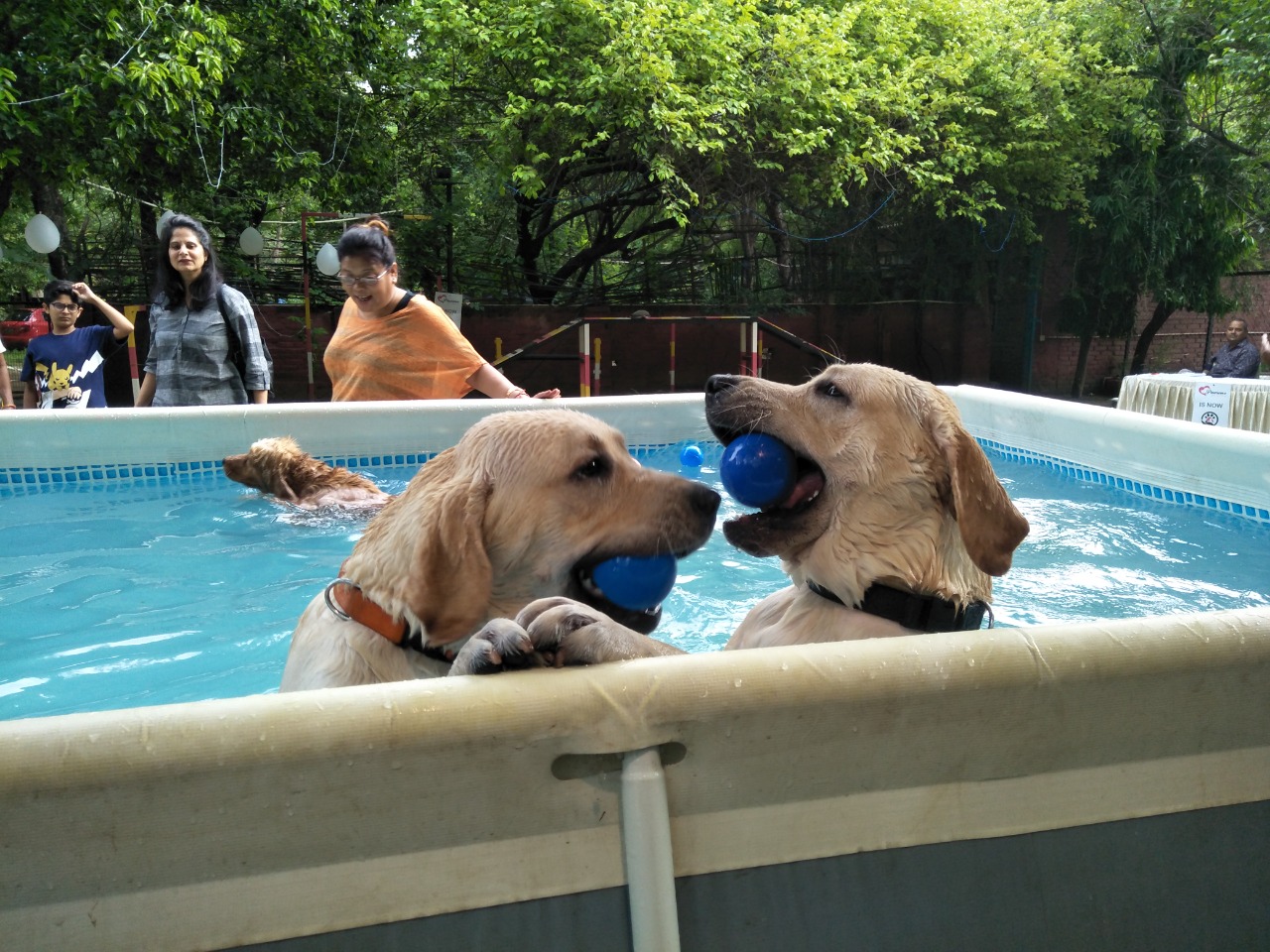 Pet care gallery image