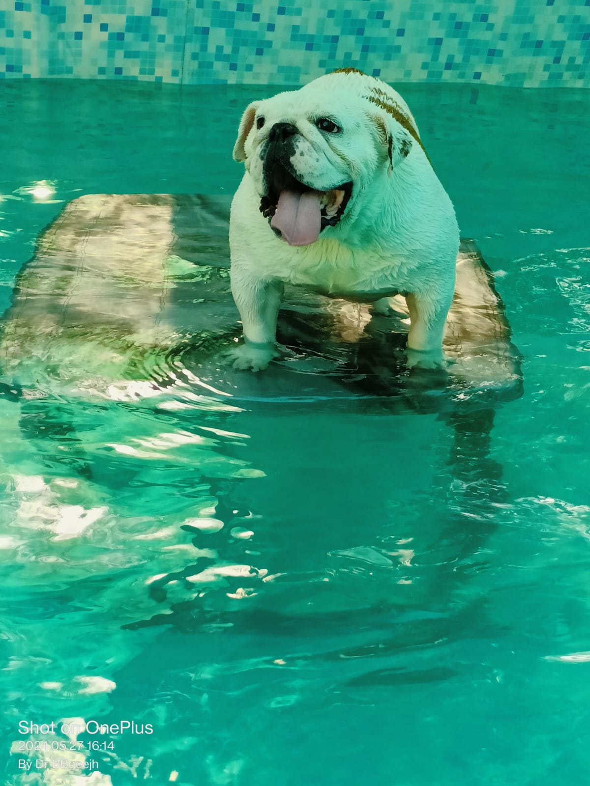 Pet care gallery image