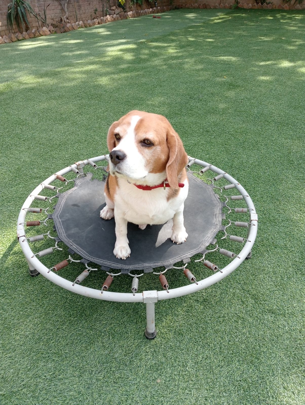 Pet care gallery image